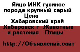 Яйцо ИНК гусиное,порода крупный серый › Цена ­ 100 - Хабаровский край, Хабаровск г. Животные и растения » Птицы   